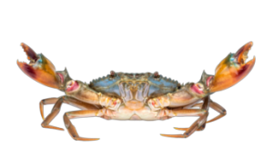 Crab Seafood Crab Dinner Hudson Beach Florida