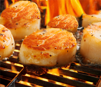 Scallops Hudson Beach Florida